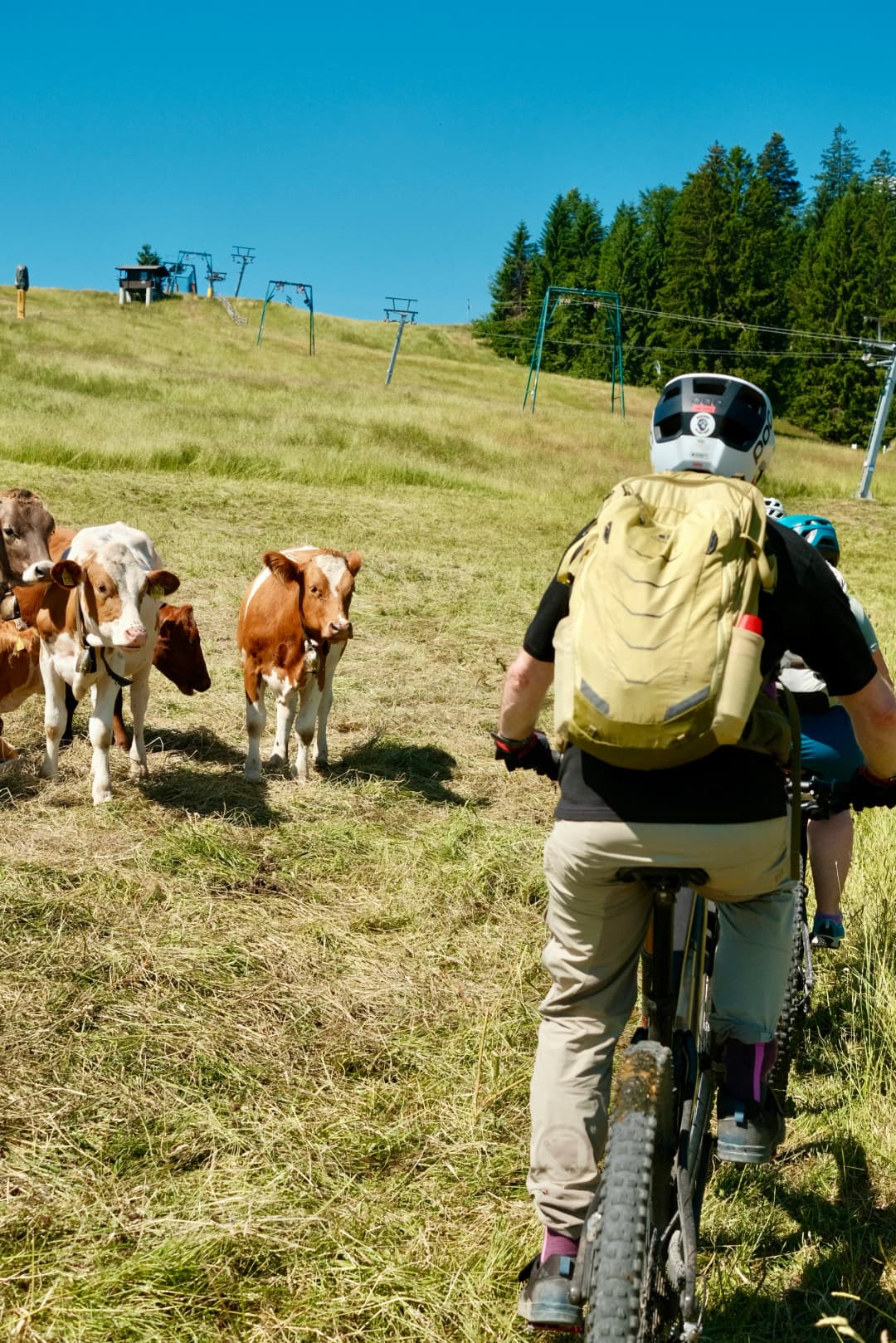 Mountainbiker im Wald: Naturschutz verstehen!